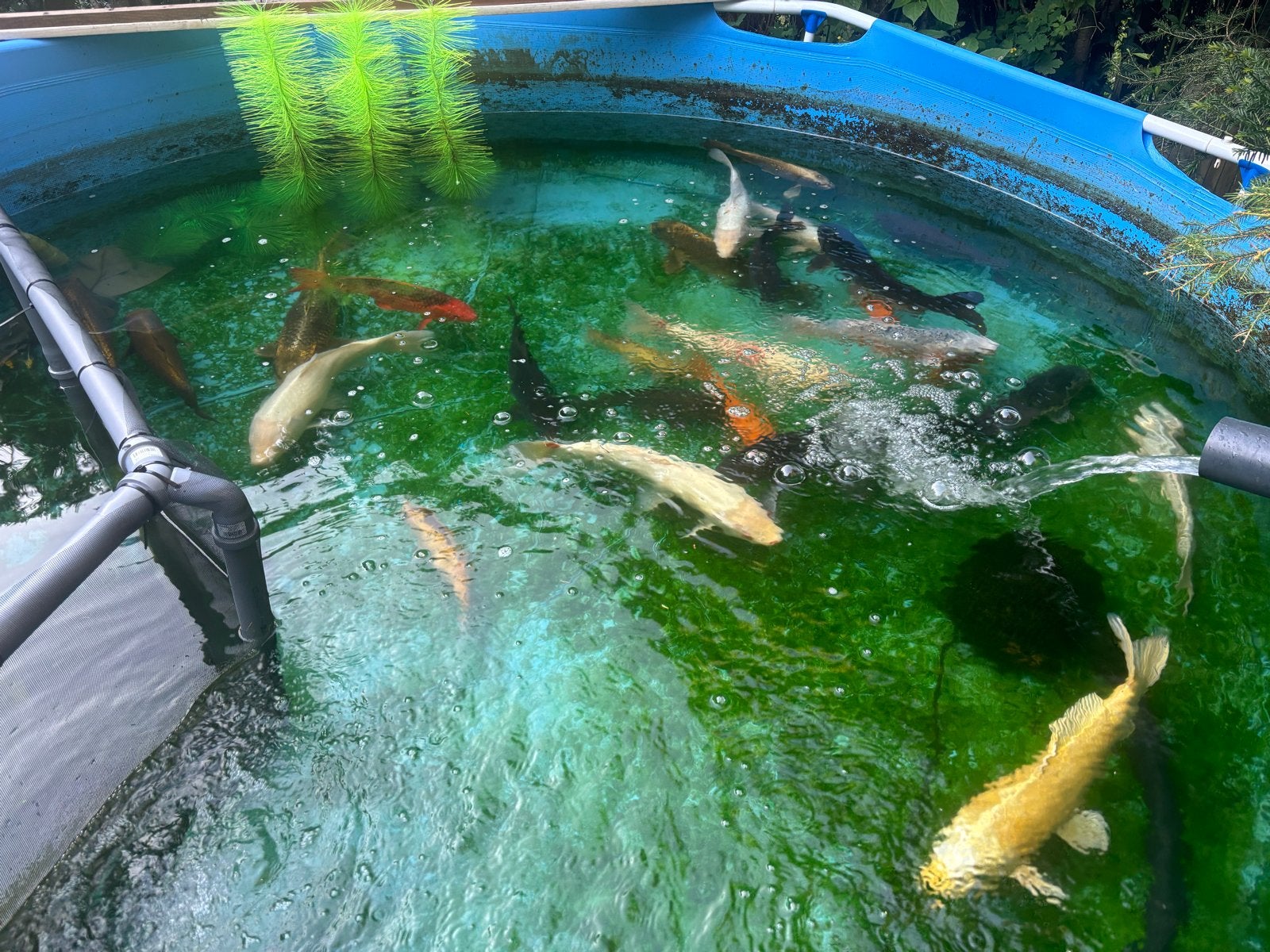15 koi karpers, Karper of Koi