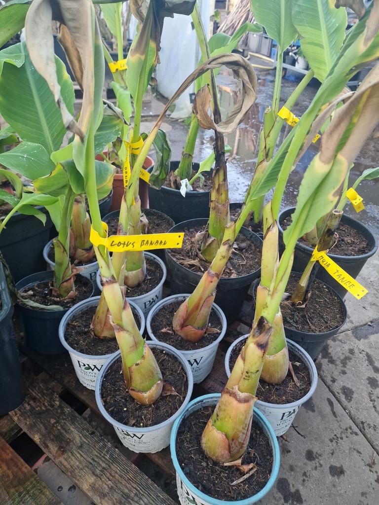 Mooie lotus banaan te koop., Ophalen of Verzenden