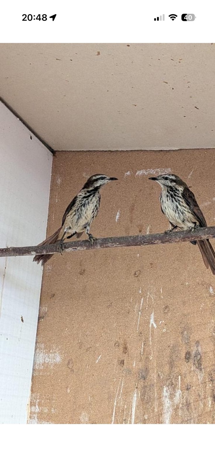 Gezocht , Palmlijsters palmlijster, Dieren en Toebehoren, Meerdere dieren