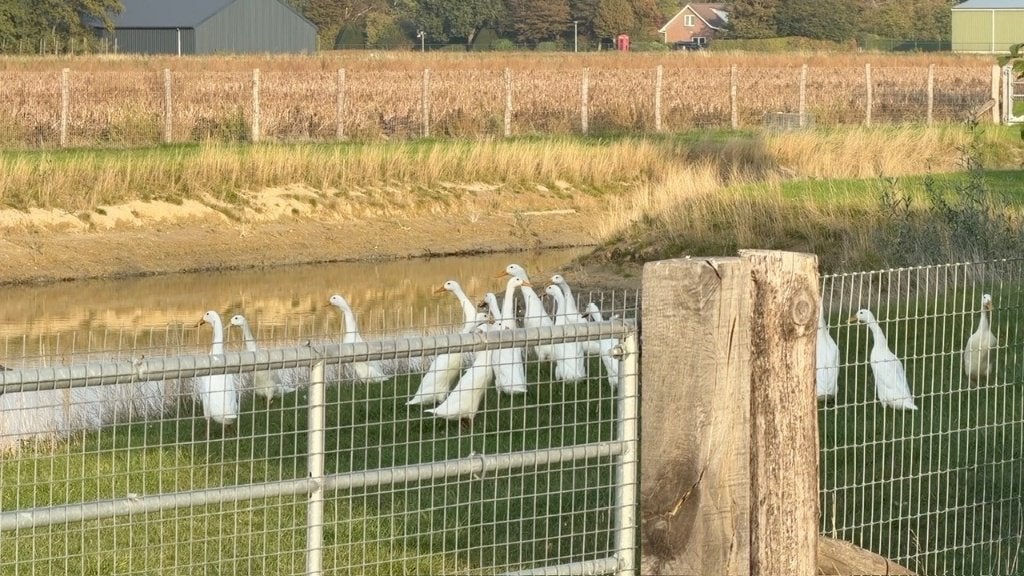 Witte Indische Loopeenden te koop, Meerdere dieren, Eend