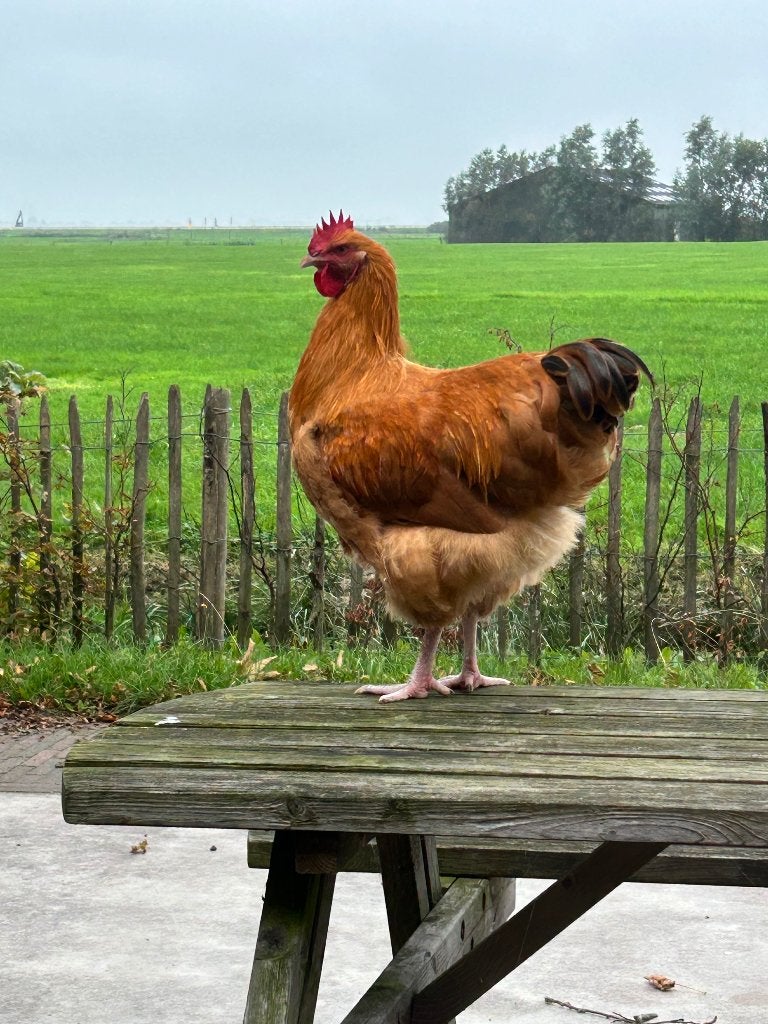 Orpington buff haan, Dieren en Toebehoren, Mannelijk, Kip