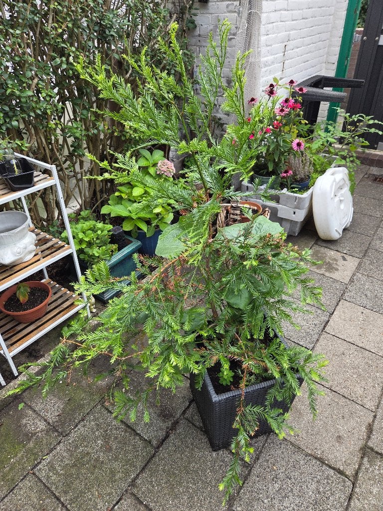 Mammoetboom (sequoia boom) te koop, Ophalen, Volle zon, Overige soorten