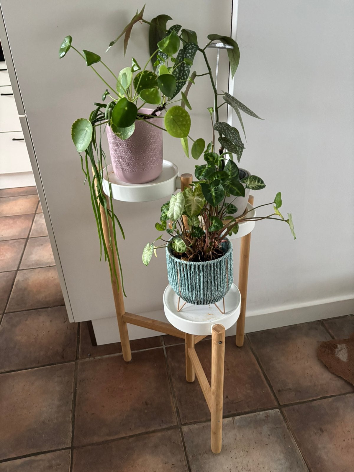 Plantenrek IKEA met 3 kamerplanten met potten, Huis en Inrichting, Ophalen, Halfschaduw, Minder dan 100 cm