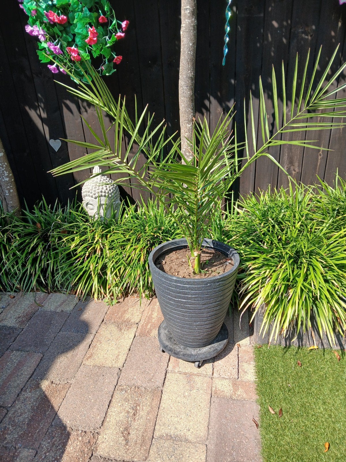 mooie palm met pot., Volle zon, Vaste plant, Bloeit niet, Ophalen