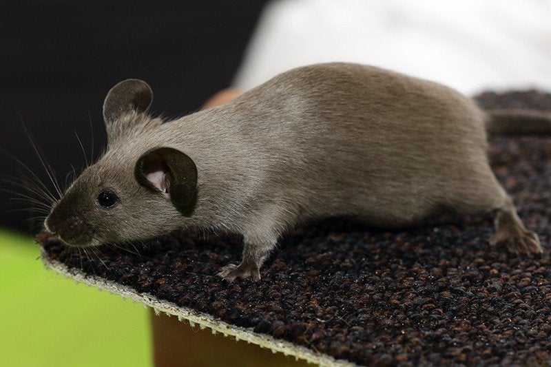 Engelse fokmuizen (show kwaliteit), Februari, Muis, Meerdere dieren, Tam