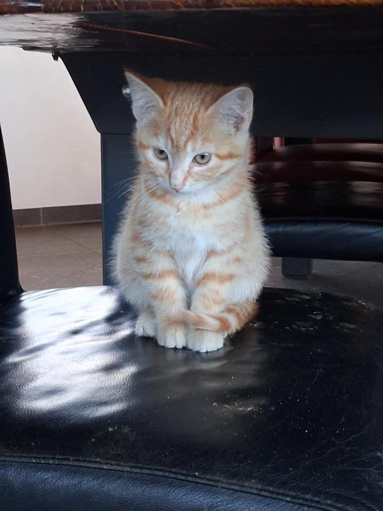 Kittens, Dieren en Toebehoren, Katten en Kittens | Overige Katten, Kater