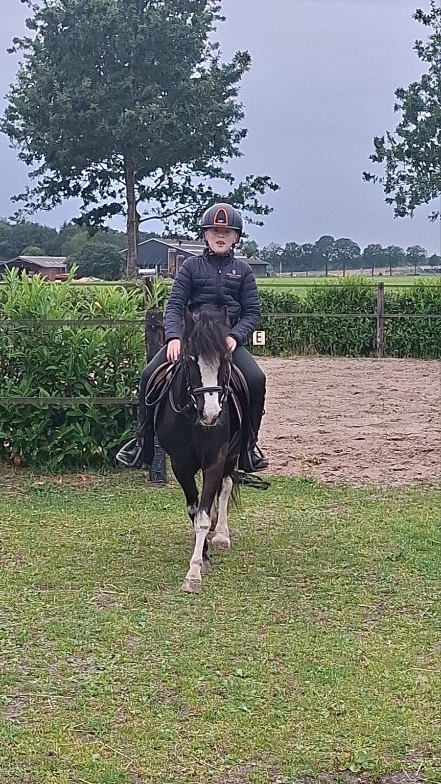 Te koop a pony, Merrie, A pony (tot 1.17m), 11 jaar of ouder
