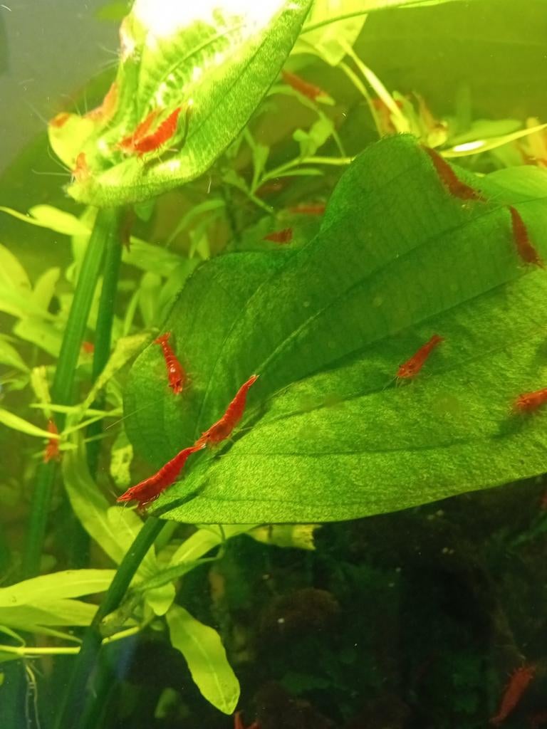 Vuurgarnalen (Red Sakura) 1-3 cm, Dieren en Toebehoren, Vissen | Aquariumvissen, Kreeft, Krab of Garnaal