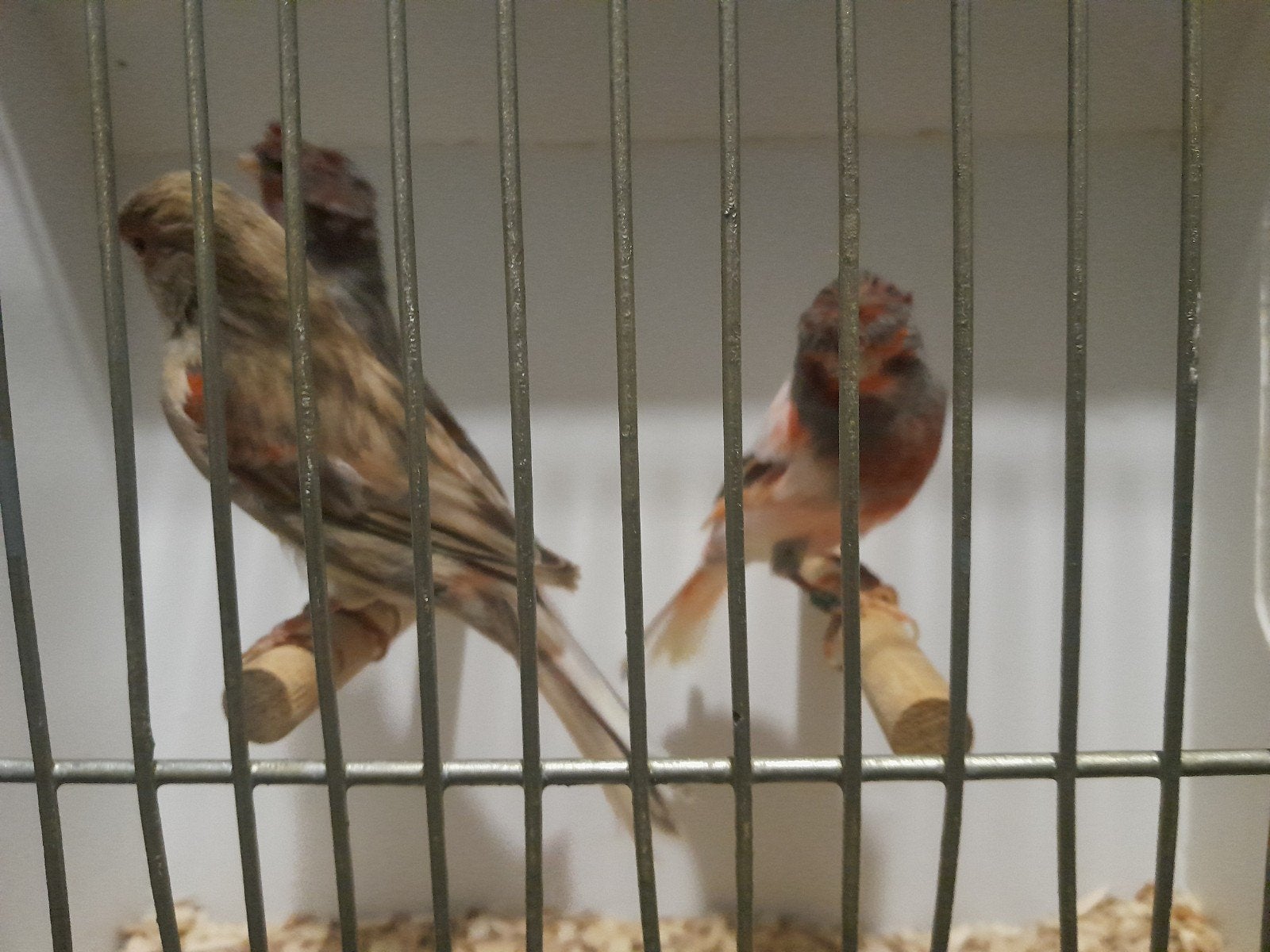 te koop harlekijn kanaries, Dieren en Toebehoren