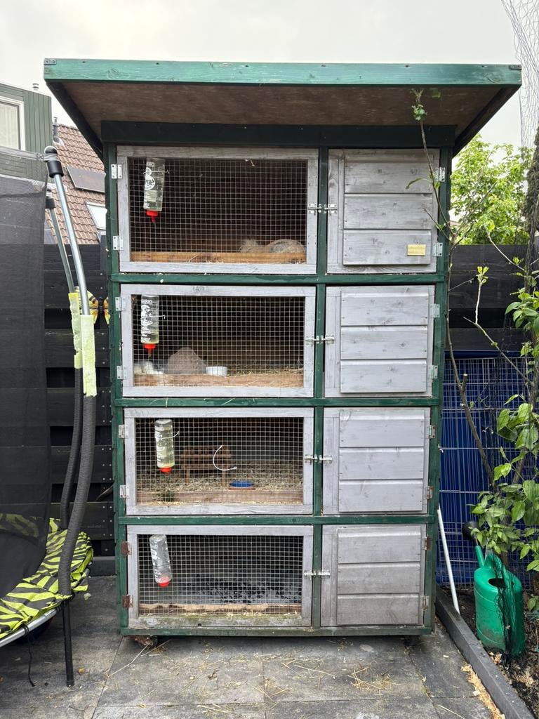 Cavia en konijnen oppas / vakantie opvang, Oppas