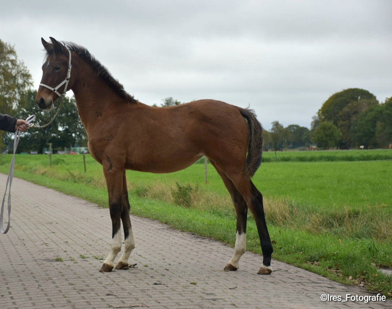 Tekoop: 2 Luxe Tuigpaard Veulens, Dieren en Toebehoren, Merrie, Met stamboom, 0 tot 2 jaar, Tuigpaard