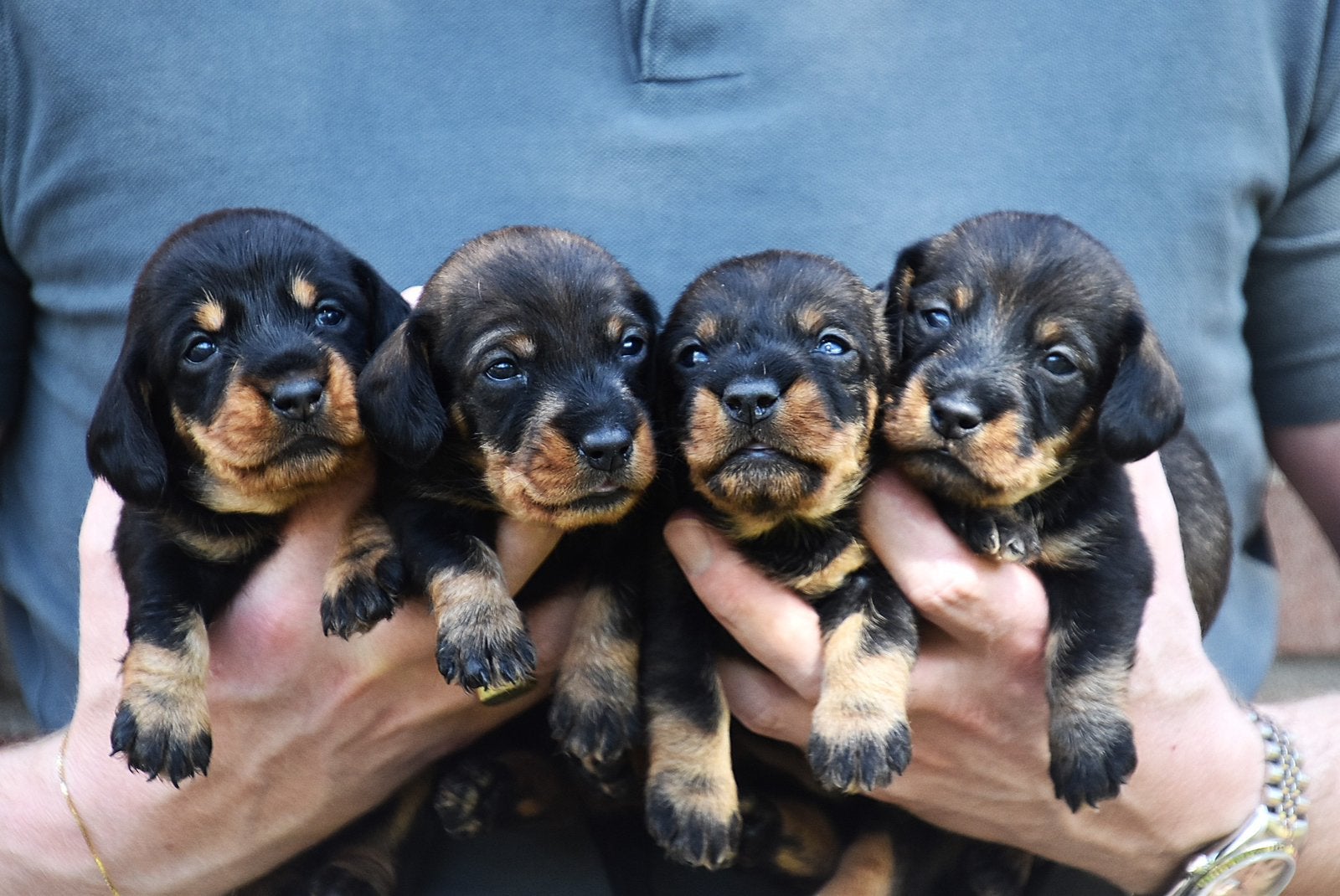 Ruwhaar dwerg teckel pups met stamboon, Dieren en Toebehoren, CDV (hondenziekte), 8 tot 15 weken, Dwerg, Meerdere dieren