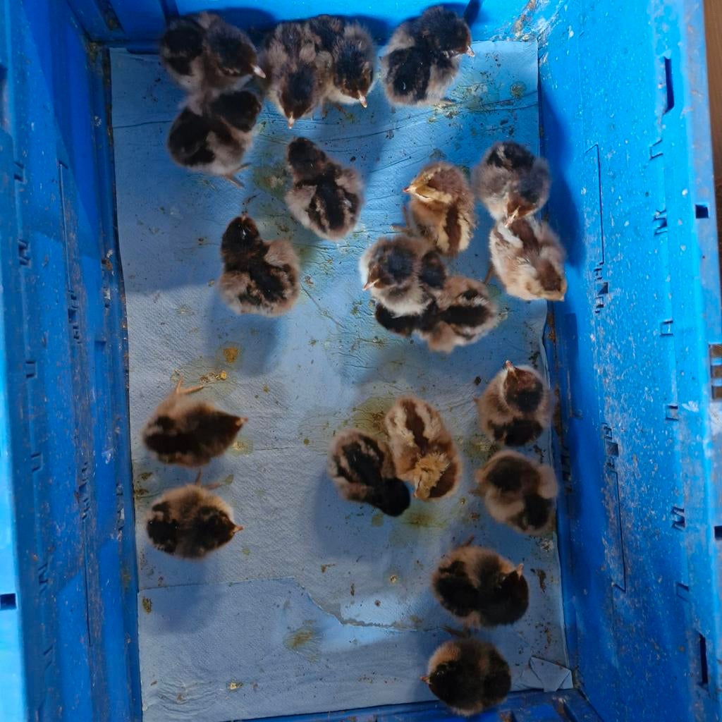 Barnevelder hen kuikens groot, Vrouwelijk, Kip