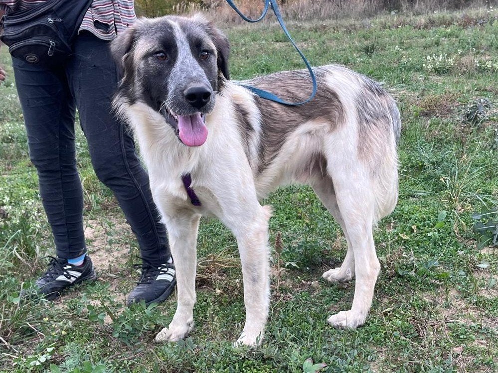 Ryder, een lieve knuffelkont, zoekt al lang naar een baasje, Particulier, Reu, 1 tot 2 jaar, Buitenland