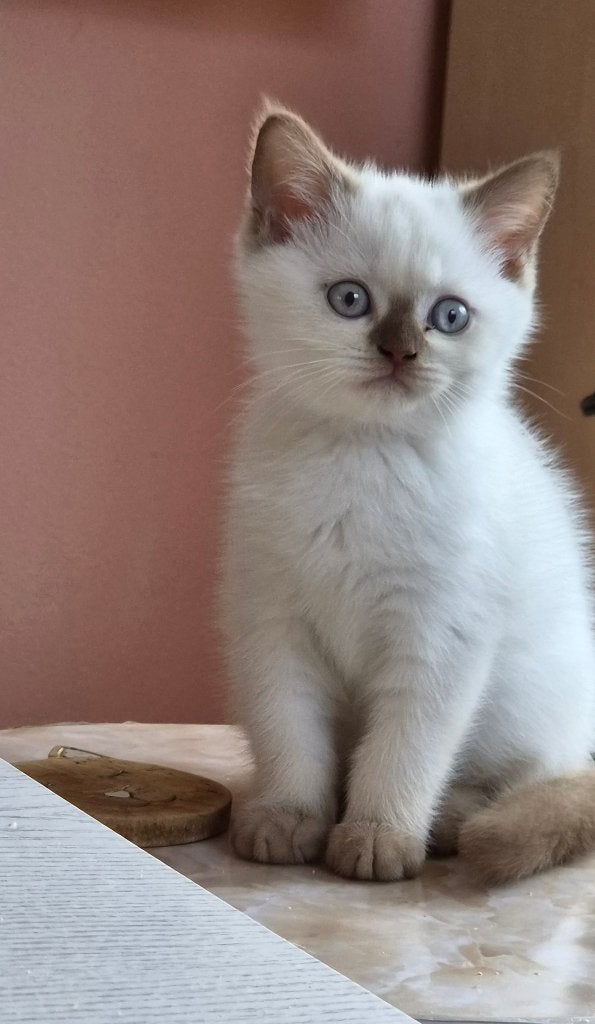 Raszuivere lieve Britse Korthaar kittens, Meerdere dieren, Ontwormd, 0 tot 2 jaar