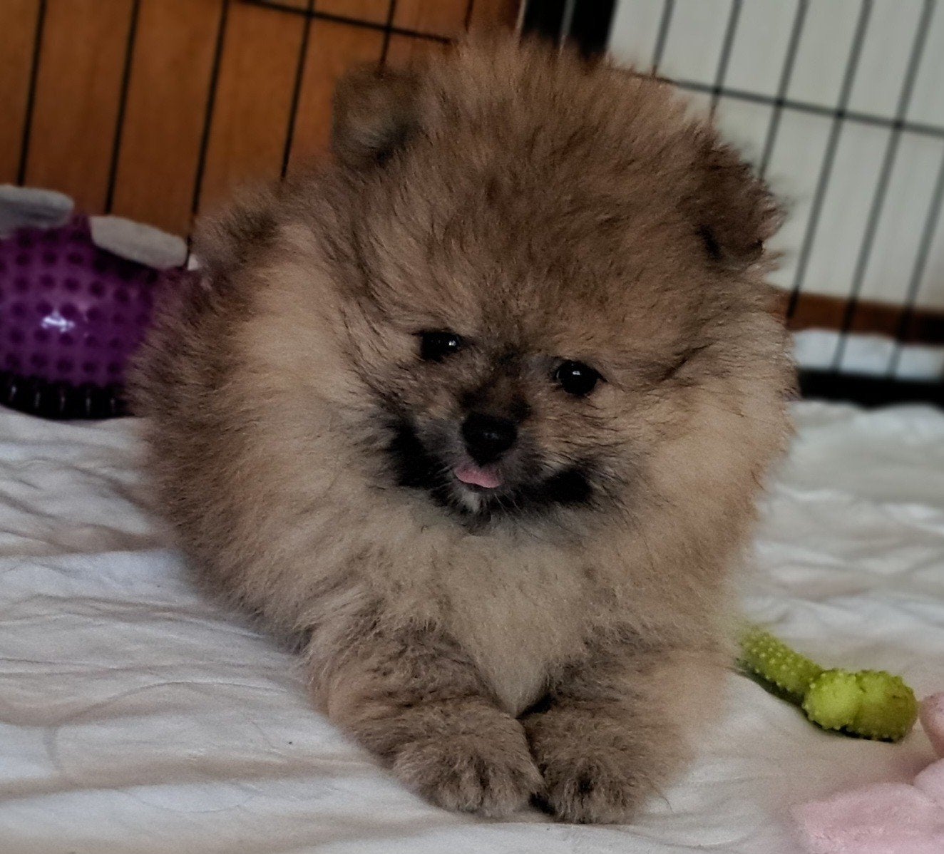 Pomeranian puppy's, Parvo, 8 tot 15 weken, Eén hond, Nederland