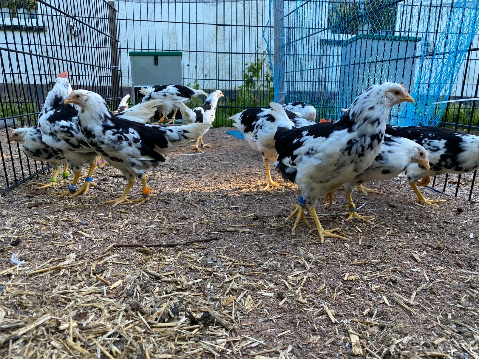 Jonge hennen bonte Leghorn, Vrouwelijk, Kip