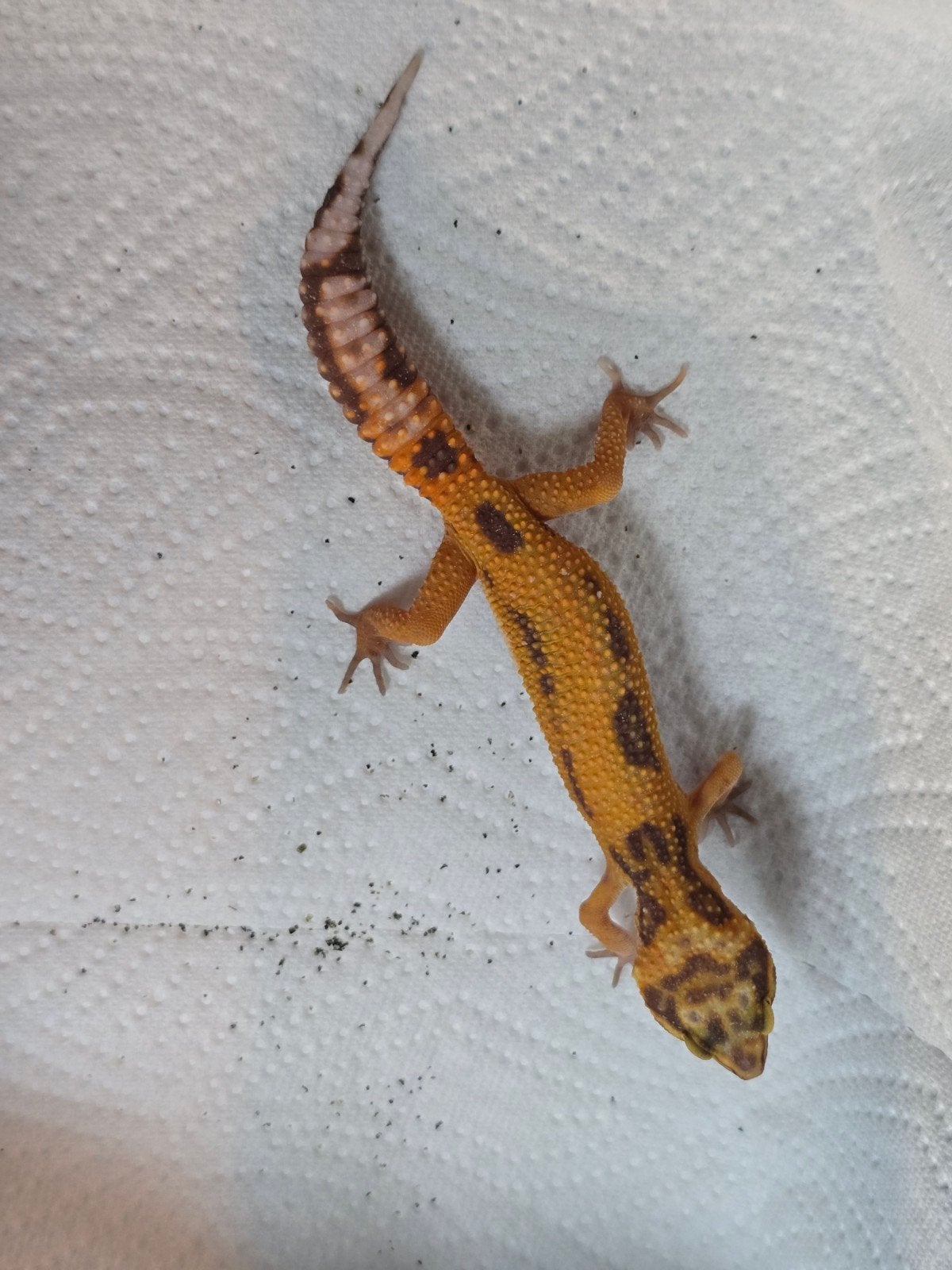 Diversen jonge luipaardgekko's in prachtige kleuren Leopard Gecko photo 10