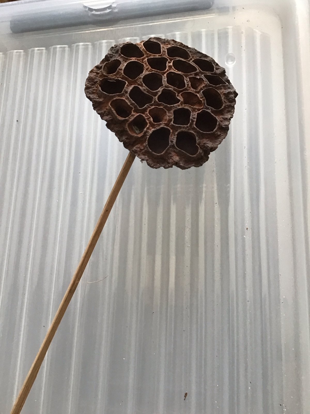 18 Gedroogde Lotusbloemen op Stok - Decoratie, Diversen, Ophalen of Verzenden, Nieuw