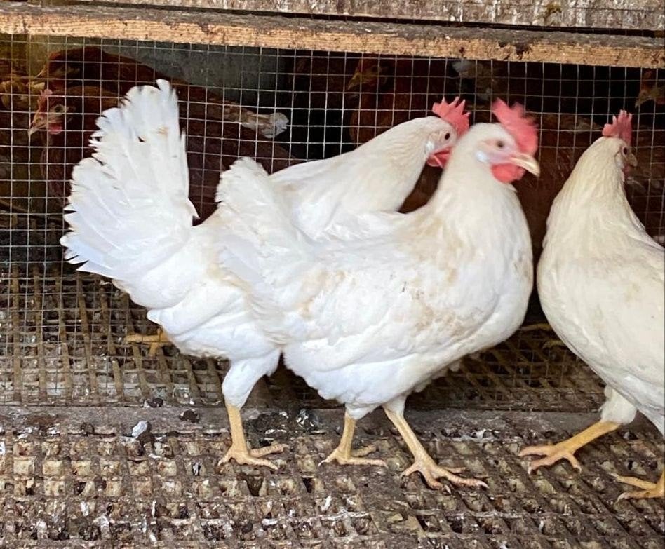 Mooie jonge legkippen leghennen te koop tegen de leg, Dieren en Toebehoren, Vrouwelijk, Kip
