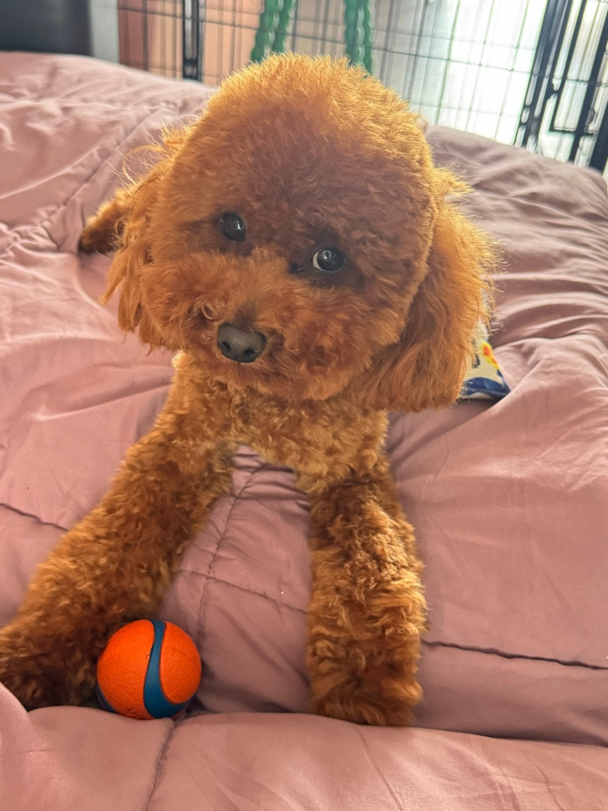 Dekreu Toypoedel, Reu, 1 tot 2 jaar, Parvo, Eén hond