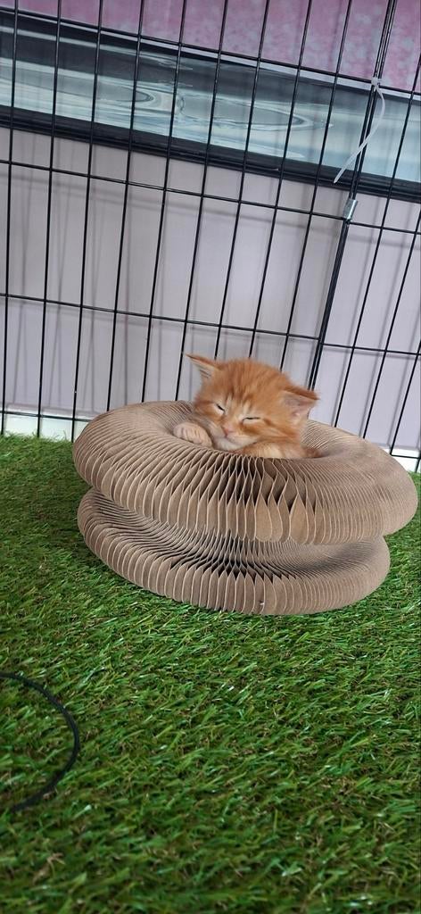 Main coon kiitens xl, Dieren en Toebehoren, Katten en Kittens | Raskatten | Langhaar, Ontwormd