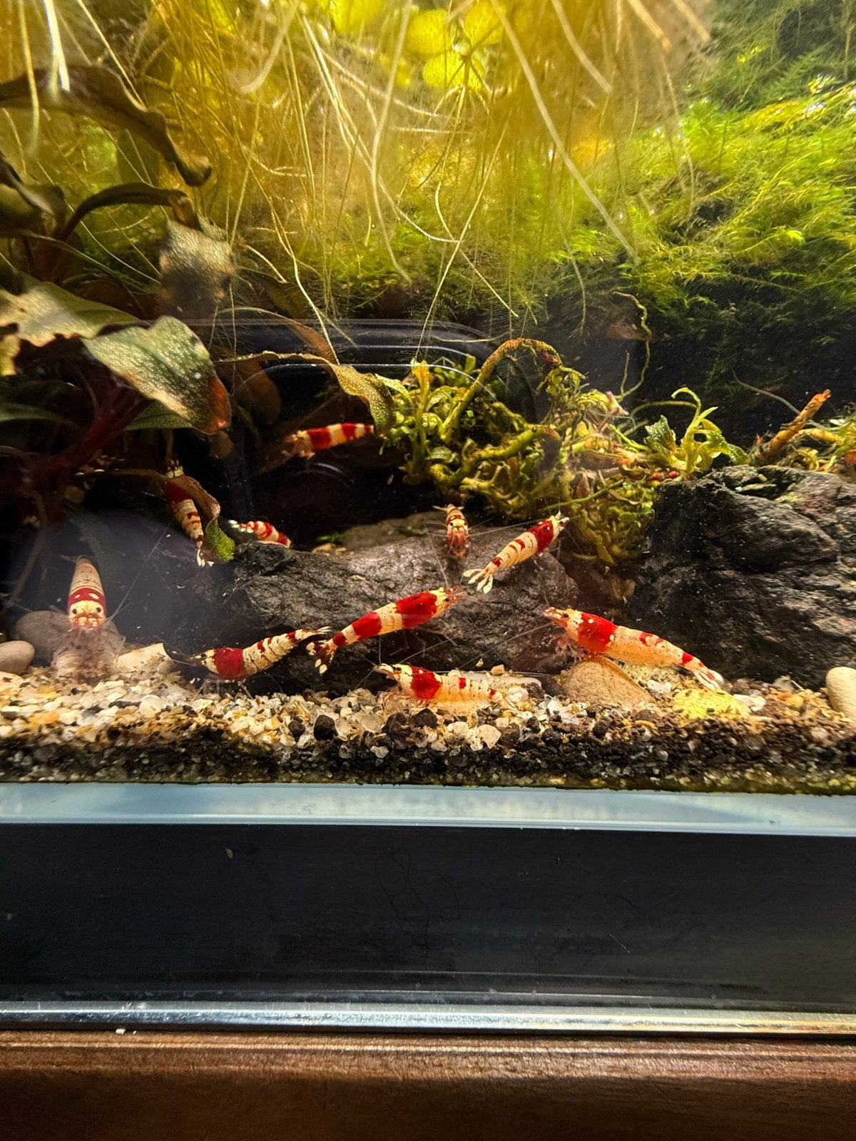 Crystal red garnalen, Kreeft, Krab of Garnaal, Zoetwatervis