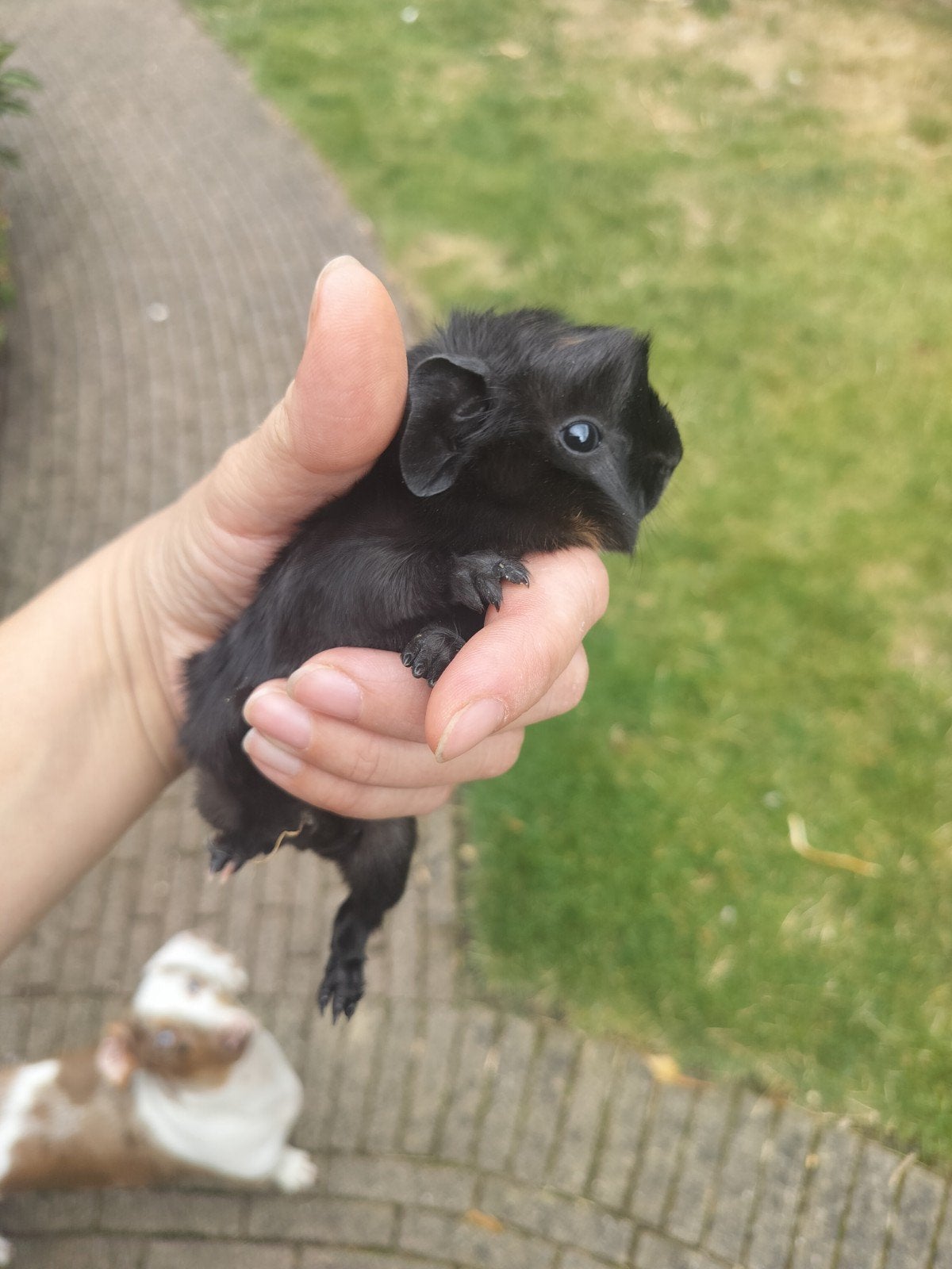 cavia jongen binnenkort te koop, Dieren en Toebehoren, Knaagdieren, Augustus, Meerdere dieren, Cavia