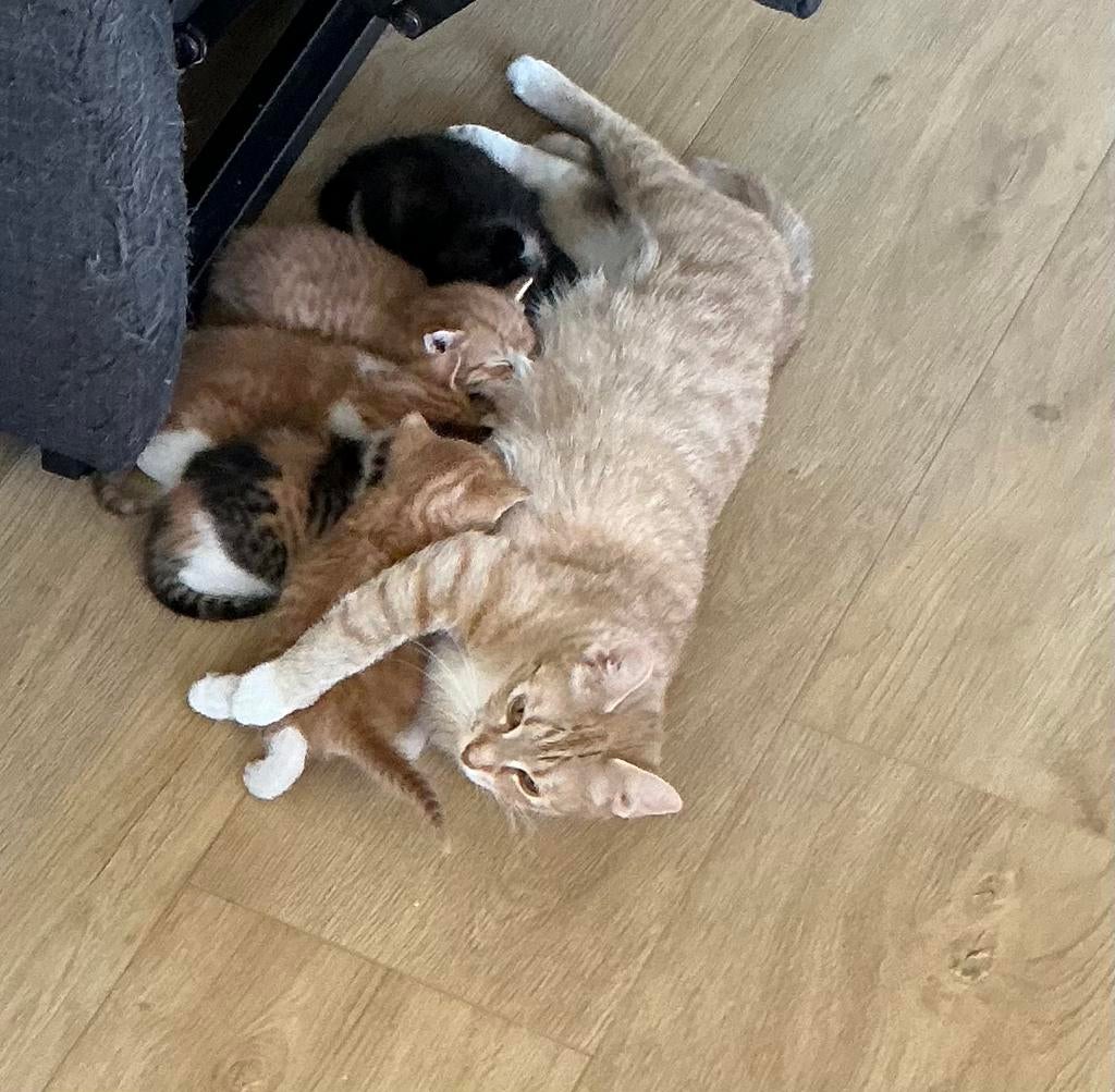 Lieve kittens geboren 6 april, Dieren en Toebehoren, Katten en Kittens | Overige Katten, Meerdere dieren
