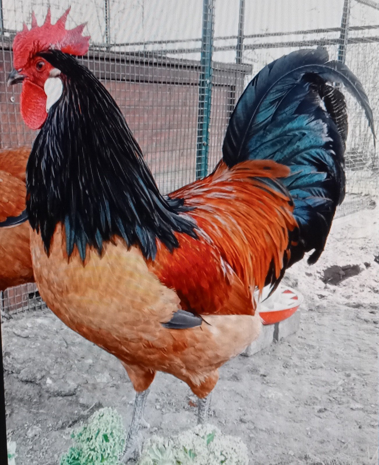 Jonge vorwerk kippen, Dieren en Toebehoren, Pluimvee, Meerdere dieren, Kip