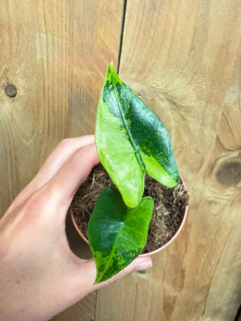 Alocasia zebrina variegata plant aurea yellow lemon lime, Huis en Inrichting, Kamerplanten, Ophalen of Verzenden, Halfschaduw