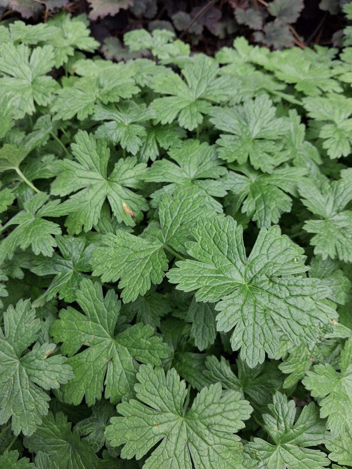 8 stekjes lichtroze geraniums, Tuin en Terras, Volle zon, Vaste plant, Zomer, Ophalen