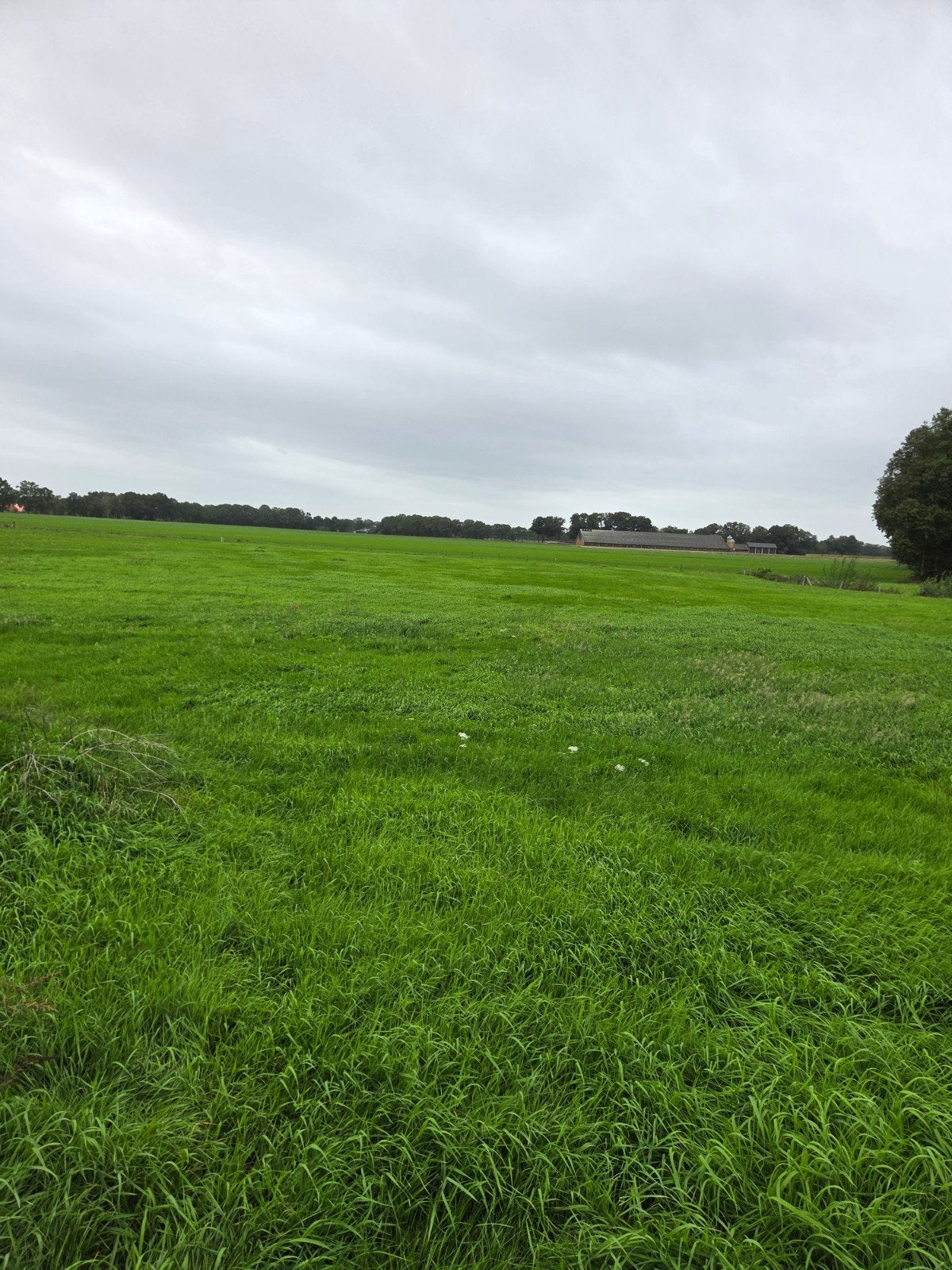 gras op stam, Ophalen, Vee