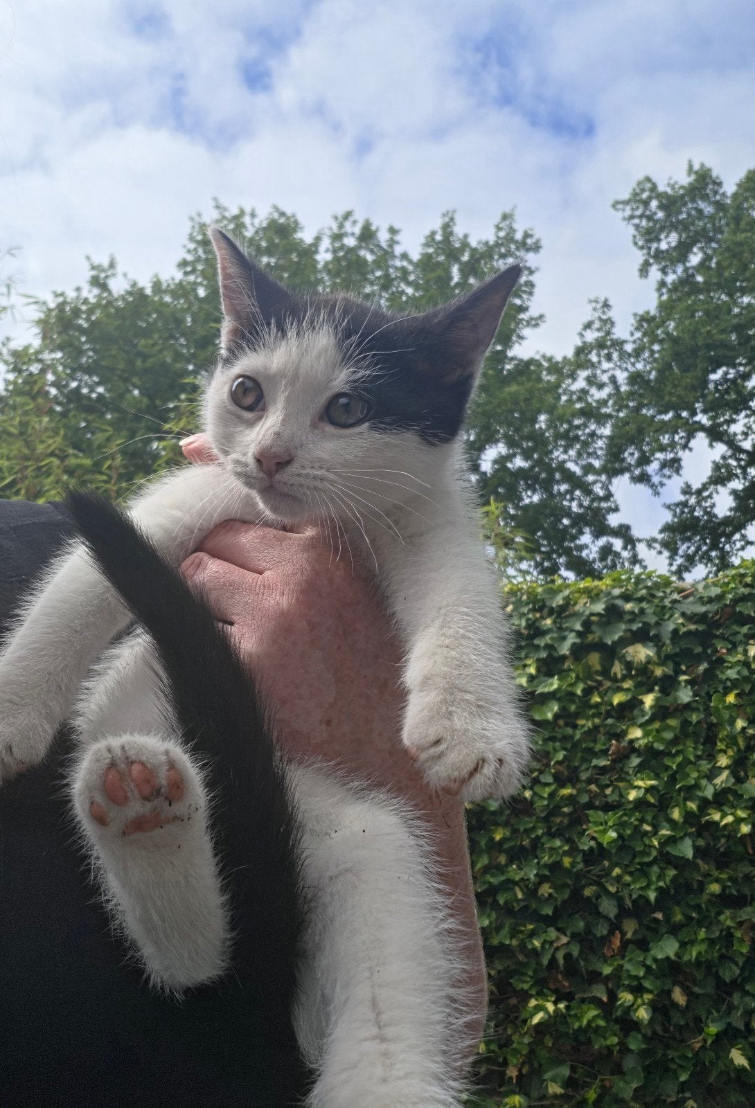 Nog 1 poesje beschikbaar! (Gratis), Dieren en Toebehoren, Katten en Kittens | Raskatten | Langhaar, Poes, 0 tot 2 jaar, Ontwormd
