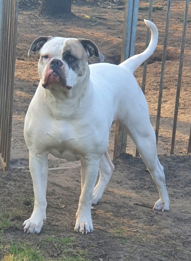Elke dag Open Huis bij Darkenwald Amerikaanse bulldogs, Parvo, Nederland, 8 tot 15 weken, Bulldog