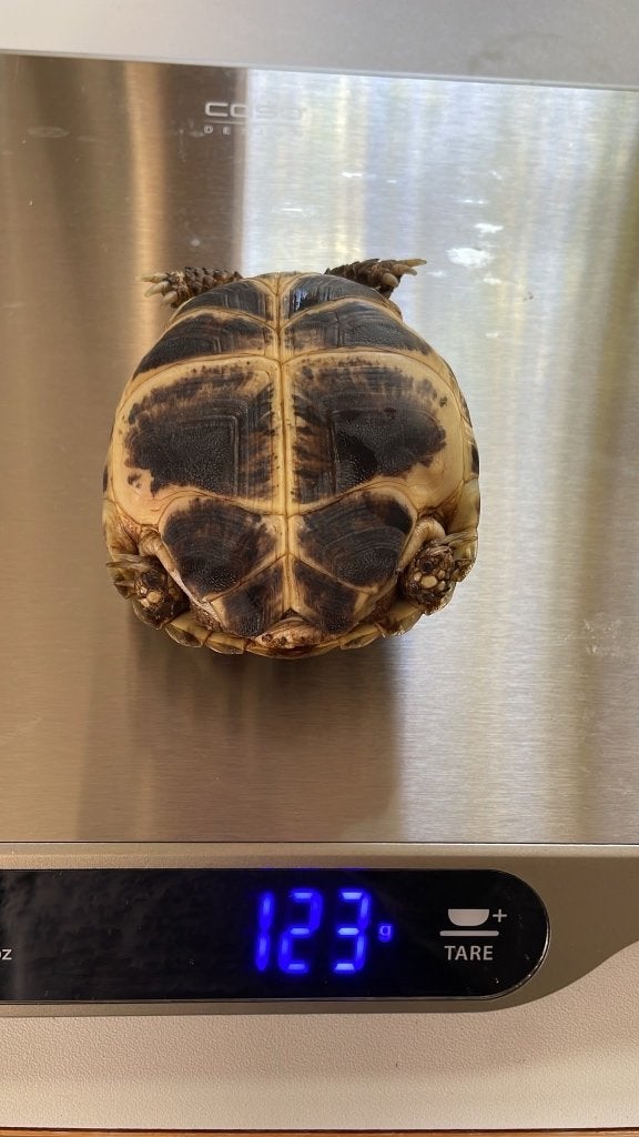 Vierteenlandschildpadden nakweek 2023 (4 vrouw, 1 man) Tortoise photo 8