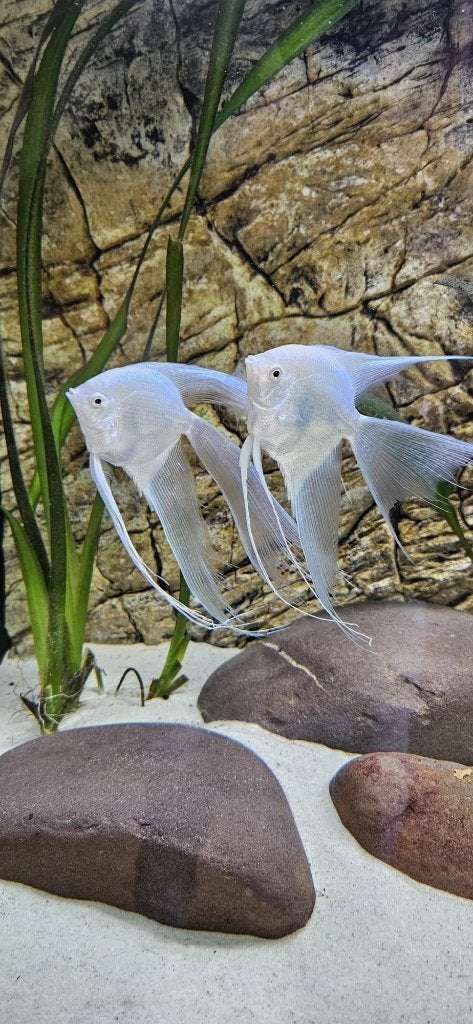 Compleet tropisch visbestand voor ruime bak, Dieren en Toebehoren, Vissen | Aquariumvissen, Vis, Zoetwatervis