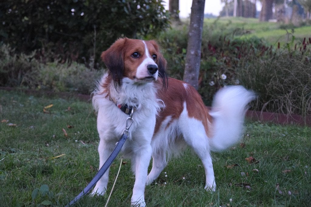 Prachtige kooiker reuen  ter dekking aangeboden., Dieren en Toebehoren, Reu, CDV (hondenziekte), Eén hond, 3 tot 5 jaar