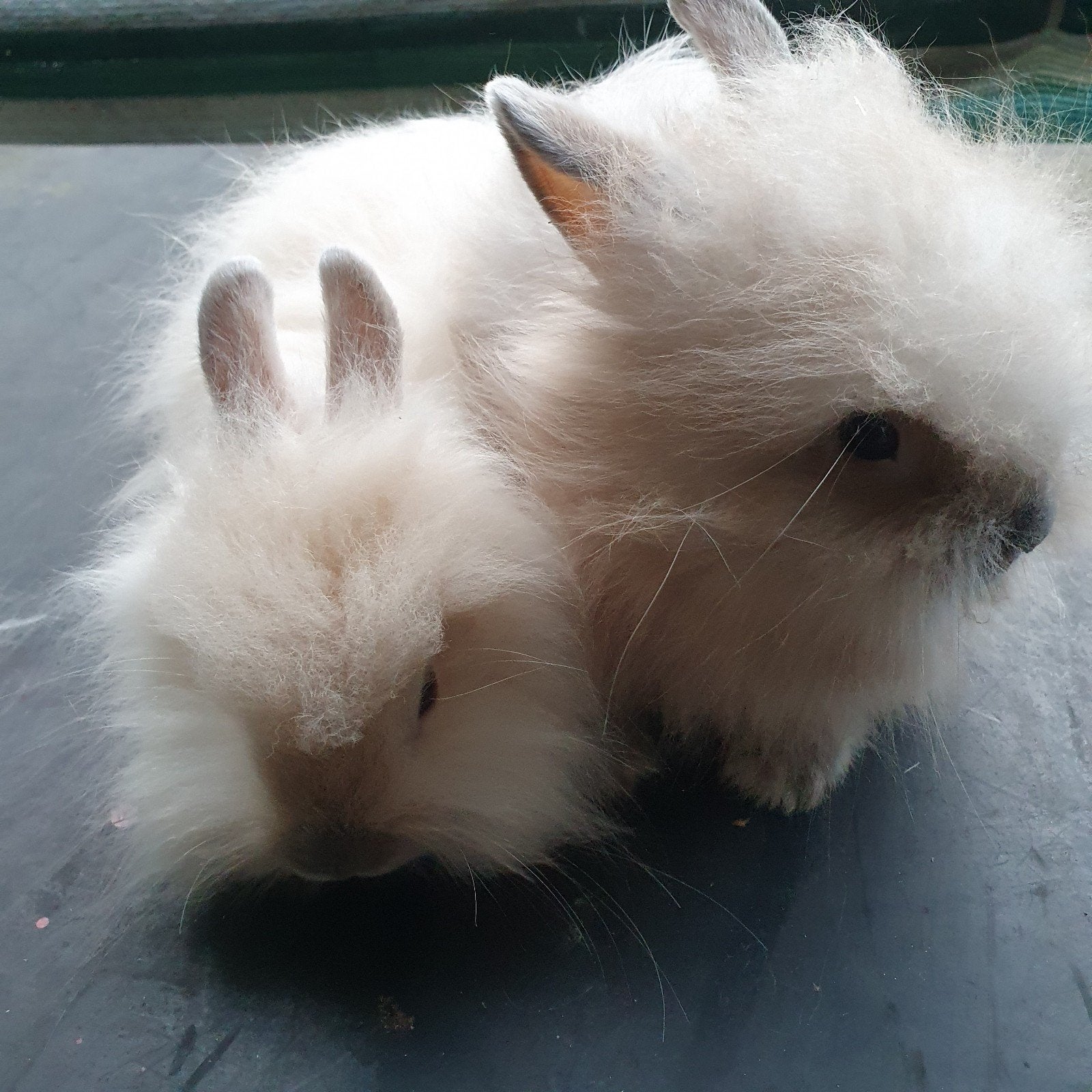 Teddy dwerg konijnen, Dieren en Toebehoren, Konijnen, Mannelijk, Dwerg