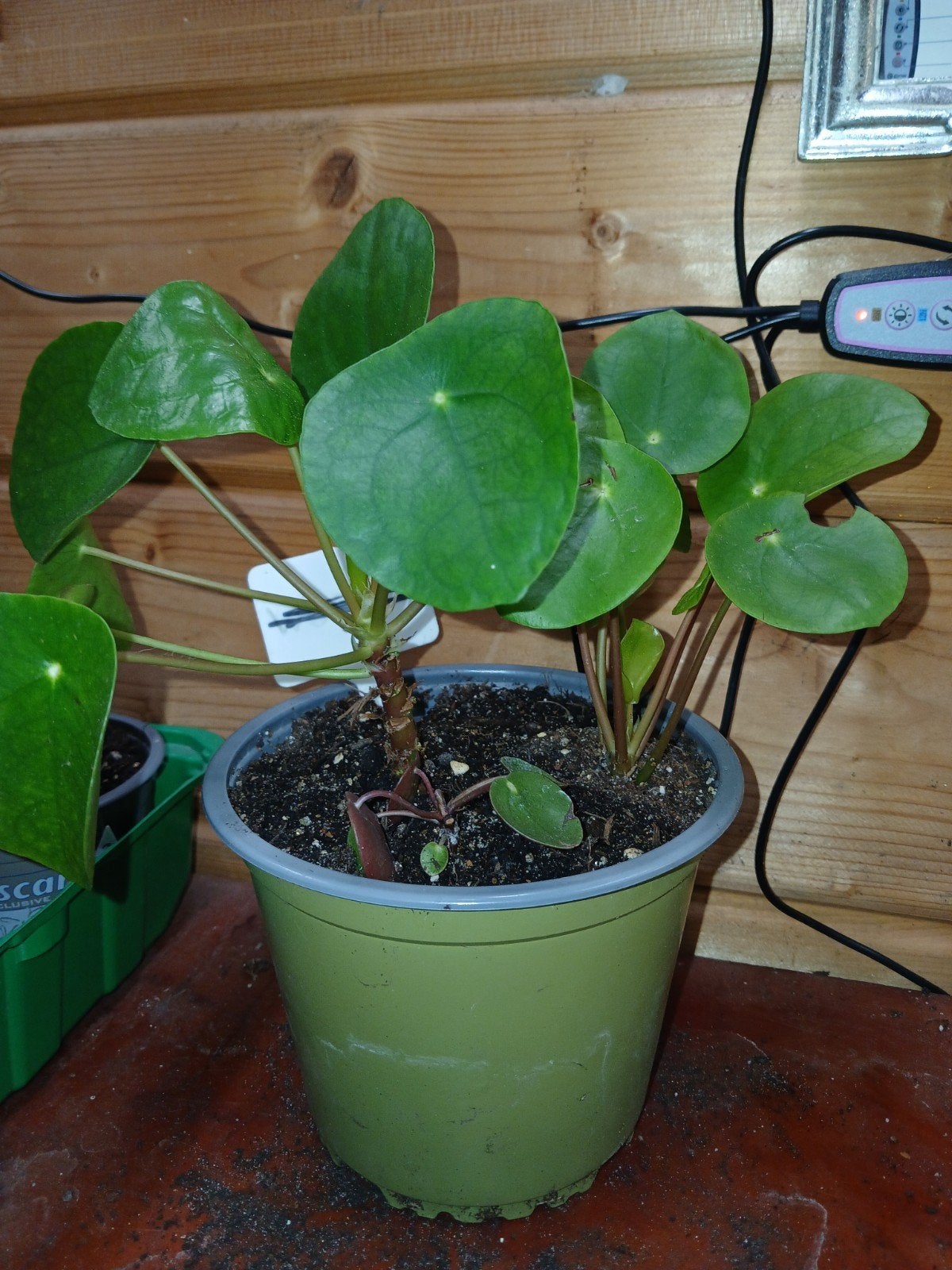Pannenkoekplant, Huis en Inrichting, Kamerplanten, Ophalen, Halfschaduw, Minder dan 100 cm