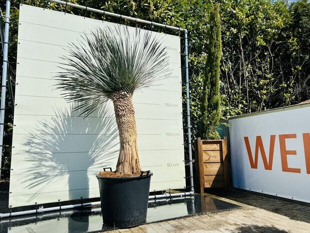 Palmboom - Yucca Filifera - stamhoogte 100 - 110 cm, Ophalen of Verzenden, 100 tot 250 cm, Zomer, Palmboom