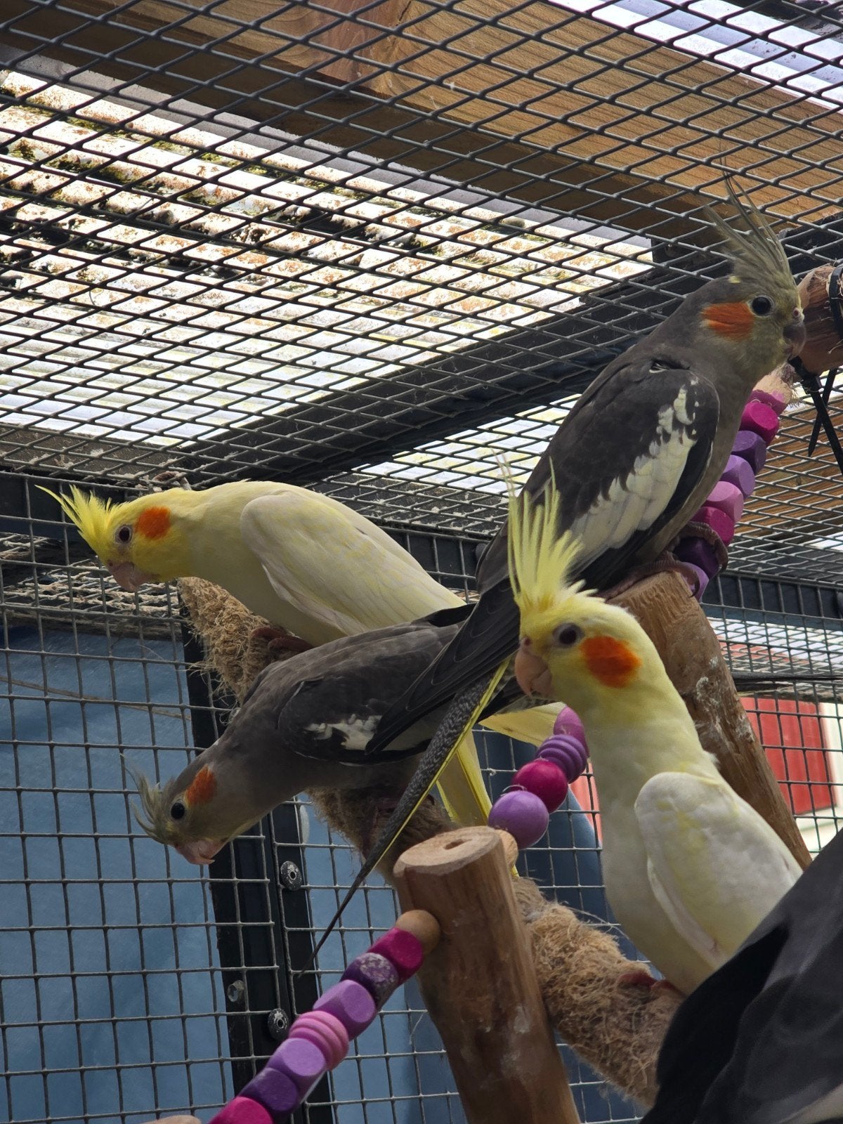 Valkparkiet jongen..., Dieren en Toebehoren, Vogels | Parkieten en Papegaaien, Meerdere dieren, Parkiet, Geringd