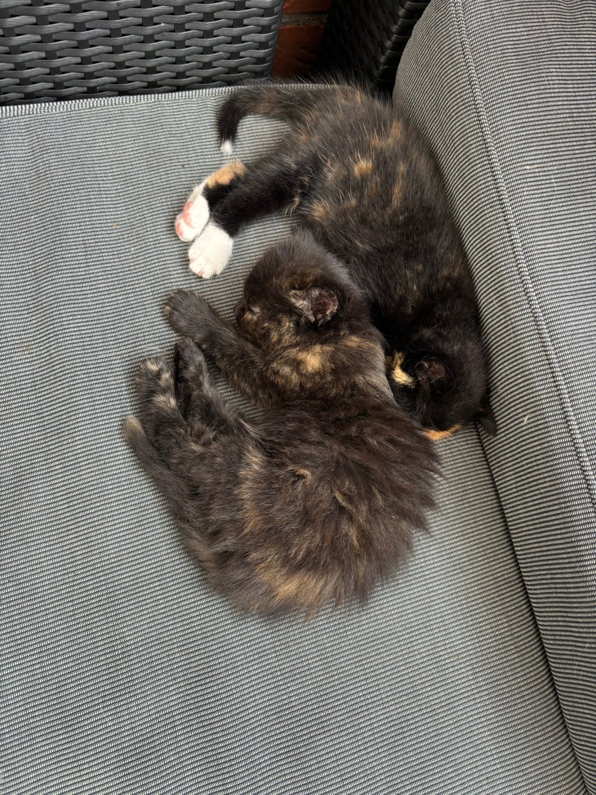 Te koop kittens geen reserveringen ivm zoverl aanvraag