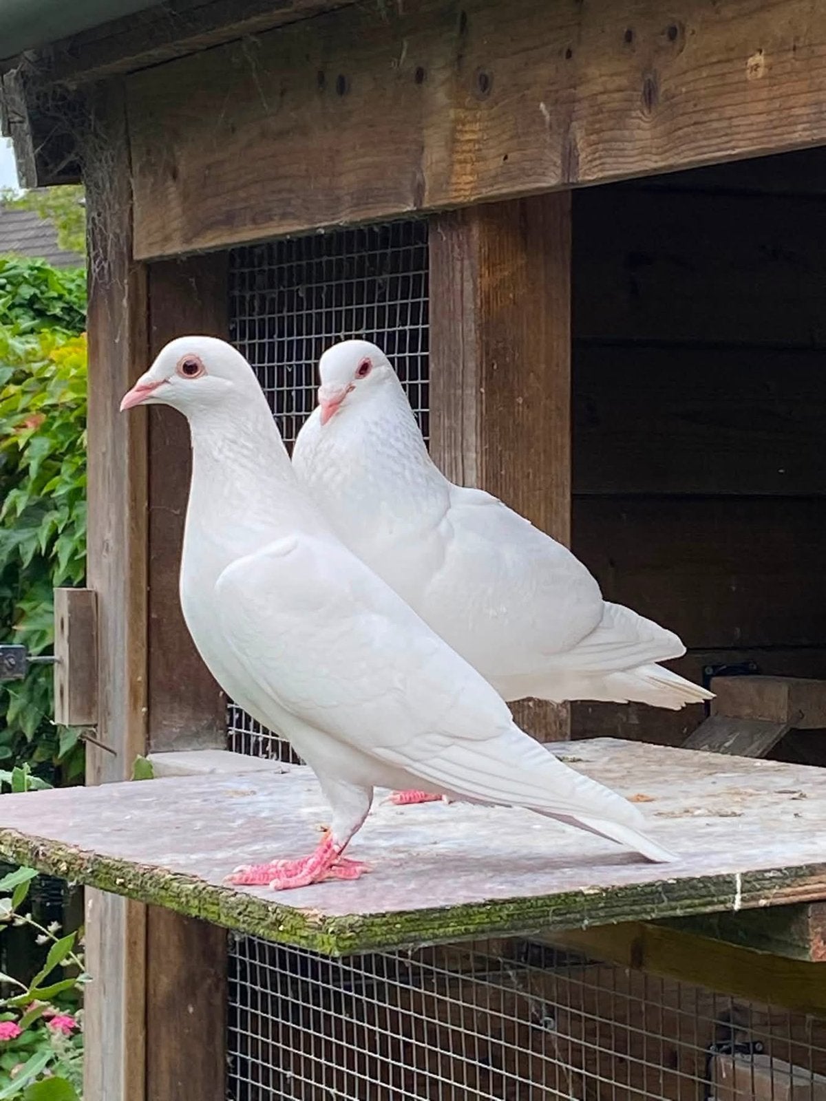 Witte postduiven, Meerdere dieren, Postduif