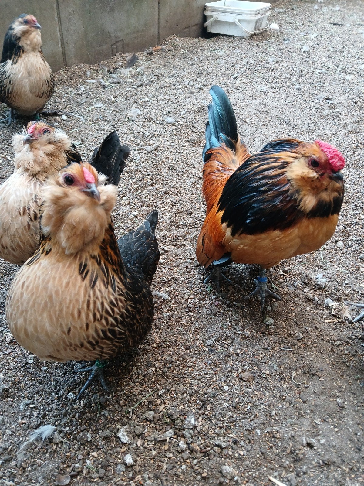 antwerpse baardkriel kwartelkleur, Meerdere dieren, Kip