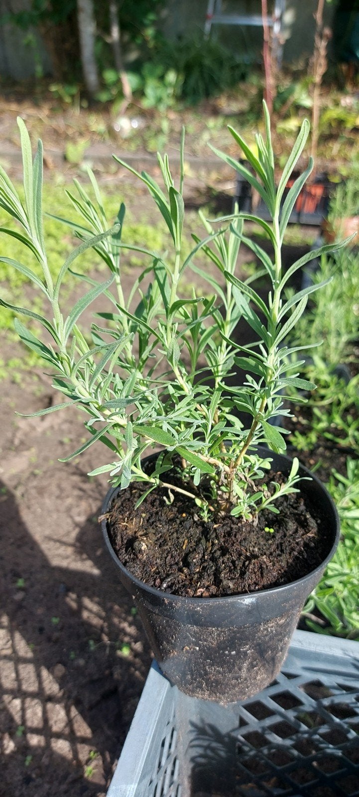 lavendel planten, Tuin en Terras, Planten | Tuinplanten, Ophalen, Overige soorten, Volle zon
