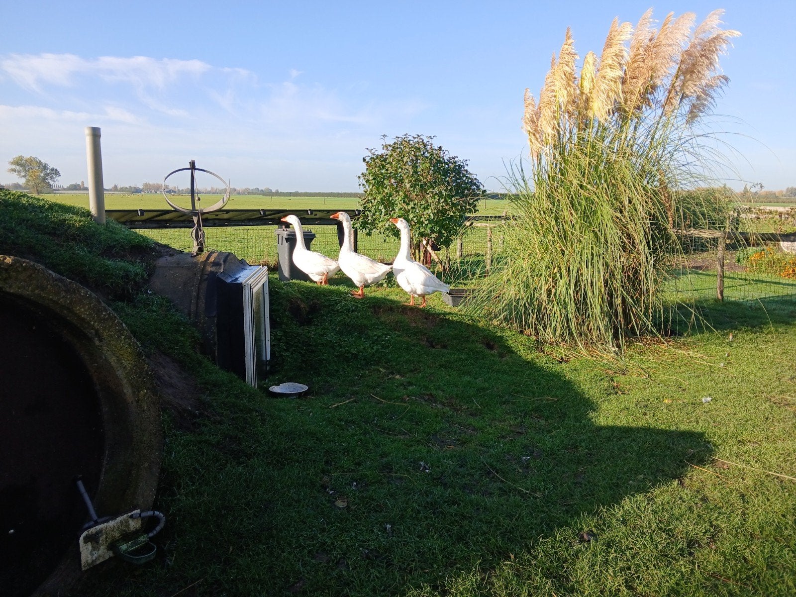 Boeren ganzen Kwik Kwek en Kwak, Dieren en Toebehoren, Meerdere dieren, Gans of Zwaan