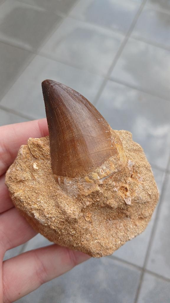 Top Mosasaurus tand in origineel matrix dinosaurus fossiel, Ophalen of Verzenden, Fossiel