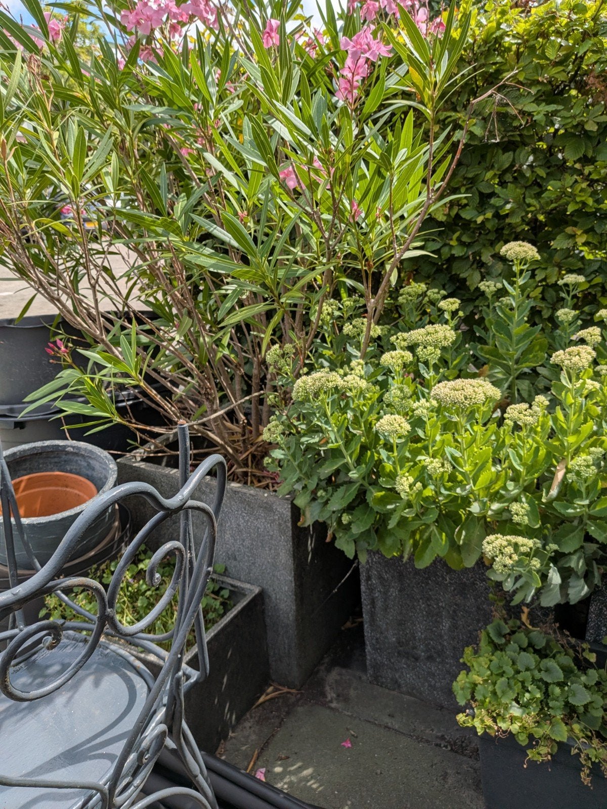 2 grote plantenpotten 1 met witte struik komt uit volgend, Tuin en Terras, Bloempotten, Ophalen, Rond, Aardewerk, Minder dan 40 cm