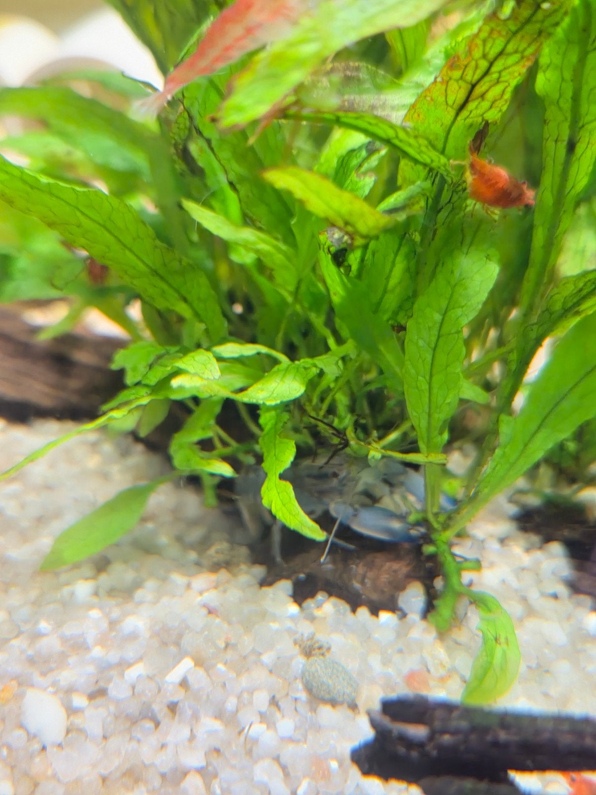 cherax pulcher kreeften, Dieren en Toebehoren, Ophalen of Verzenden